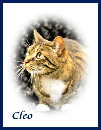 Photo of beautiful Cleo, a gray, black and gold short haired tabby.