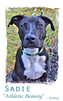 Photo of Sadie, a black and white pit/lab mix.