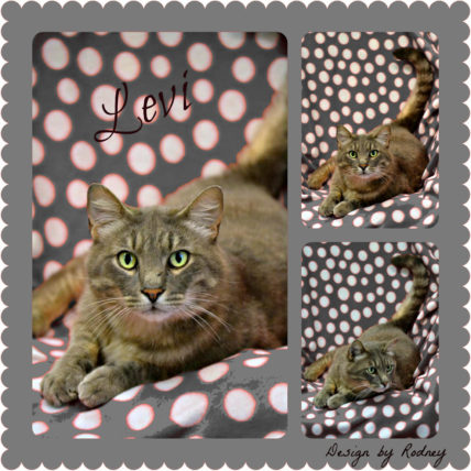 Levi, a handsome senior male tabbly