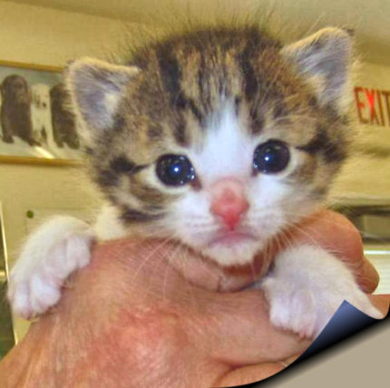 Photo of multicolored kitten named Steve