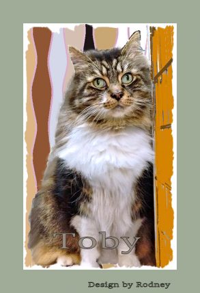 Photo of Toby, a senior male tabby