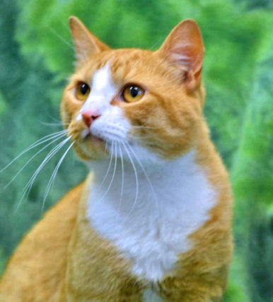 Photo of very handsome male orange tabby cat