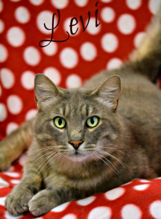 Photo of Levi, a handsome six year old gray and tan tabby with gray stripes.