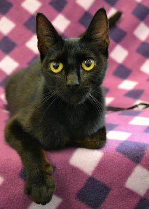 Photo of Luann, a long and slender black cat
