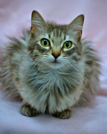 Photo of Ottie, a gorgeous gray puffball of a manx.