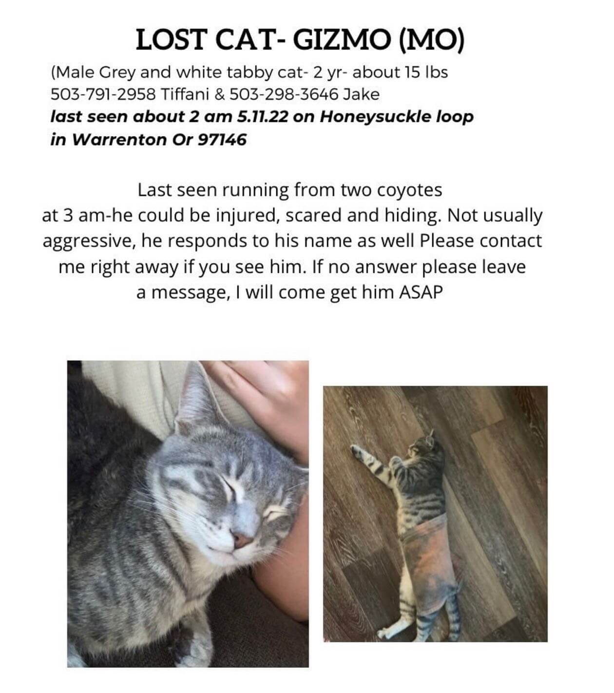 Lost cat! 2 yr old male- very loved and hoping for a safe return home- please share! #astoriaoregon #warrentonoregon #seasideoregon
