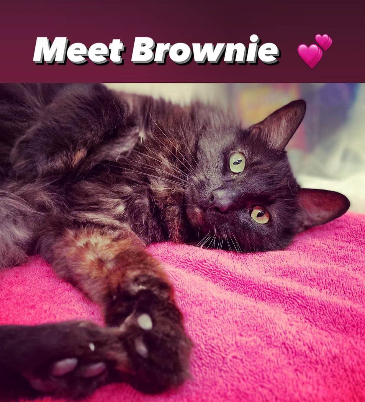 Let me introduce to you Brownie! 🤎

At eight years old, she’s firmly in middle age for a house cat, with many years of love left to give. There’s been some debate about the color of this beauty’s fur – is it brown, is it black? What’s going on? Friends. It doesn’t really matter that much, because look at that silver white undercoat of hers! It’s the black smoke coloration and it’s not entirely uncommon, but is nevertheless very interesting and lovely. I would say her fur alone makes a great conversation starter for sure… 😺

And now that it’s started, let’s talk about what a wonderful little cat Brownie is. Like the confection she’s named after, she’s gooey and sweet, and yet the edges have a bit of a crispy chew. That’s not in a bad way - some people prefer the chewy edge pieces. Brownie loves to be brushed, until she’s done. Brownie loves to be petted, until she doesn’t. Brownie likes people, is not fussed about other kitties. Within seconds of meeting her, she was trying to rub her face against mine and giving me tiny mrrps and chirrups. 🥮

Brownie is a pretty typical cat, love her on her terms and you’ll get along great. In return for adhering to her rules you’ll get an amazing, chatty sweetheart with the added bonus of her bicolor dream coat. 🐾

Forget the other sweets, go get yourself the perfect Brownie.

http://clatsopcounty.animalshelternet.com/adoption_animal_details.cfm?AnimalUID=275393

Pet meet and greets are by appointment only, so if you’d like to meet Brownie, submit an application 503-861-PETS
#adoptdontshop #adoptdontshop #astoriaoregon #seasideoregon #cannonbeachoregon #pnw #pnwonderland #oregoncoast #giveback #volunteer #clatsopcounty #clatsopcountyanimalshelter #sheltercat #shelterdog #clatsopanimalassistance