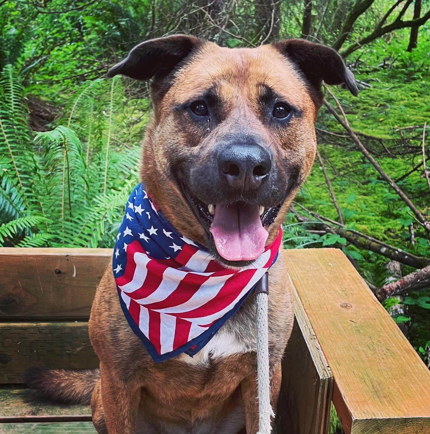 Petey would like to wish everyone a safe and happy Independence Day!  🇺🇸

Please remember to provide your pets a calm, quiet and secure space during the festivities, and make sure they are wearing current identification in case they do get startled by the fireworks. 💗

Pet meet and greets are by appointment only, so if you’d like to meet Petey or any of his friends, submit an application in advance by going to the shelter’s Adopting a Pet page. Scroll to the bottom of the page for the application. Be sure to date it next to the signature line (applications are reviewed in the order they are received) and put the name of the animal you are interested in at the top. You can then save the application to your computer and email it to ac@co.clatsop.or.us or deliver it directly to the shelter. Application forms are also available on the front door of the shelter and can be filled out and turned in on the spot. A shelter staff member will review the app and call you to set up an appointment.
#adoptdontshop #astoriaoregon #seasideoregon #cannonbeachoregon #pnw #pnwonderland #oregoncoast #giveback #volunteer #clatsopcounty #clatsopcountyanimalshelter #sheltercat #shelterdog #clatsopanimalassistance